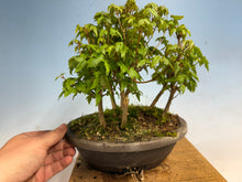 Load image into Gallery viewer, Trident Maple-Shohin Forest 001
