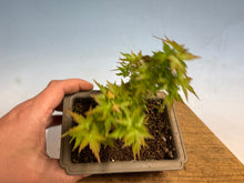 Load image into Gallery viewer, Kotohime Japanese Maple-013

