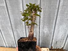 Load image into Gallery viewer, Zelkova, Japanese Grey Bark Elm #2

