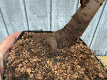 Load image into Gallery viewer, Zelkova, Japanese Grey Bark Elm #14
