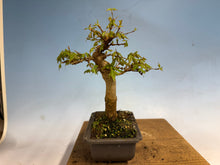 Load image into Gallery viewer, Trident Maple 007
