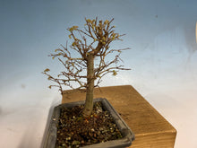 Load image into Gallery viewer, Zelkova, Japanese Grey Bark Elm 006
