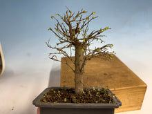 Load image into Gallery viewer, Zelkova, Japanese Grey Bark Elm 003
