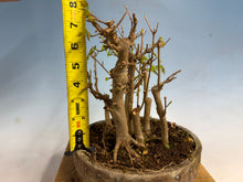 Load image into Gallery viewer, Trident Maple-Shohin Clump

