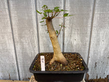 Load image into Gallery viewer, Trident Maple #46
