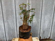 Load image into Gallery viewer, Trident Maple #19

