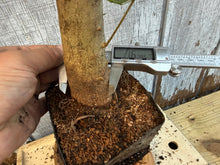 Load image into Gallery viewer, Trident Maple #8
