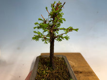 Load image into Gallery viewer, Dawn Redwood 003
