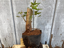 Load image into Gallery viewer, Trident Maple #4
