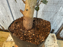 Load image into Gallery viewer, Trident Maple #6
