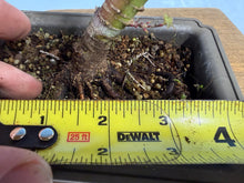 Load image into Gallery viewer, Kotohime Japanese Maple-002
