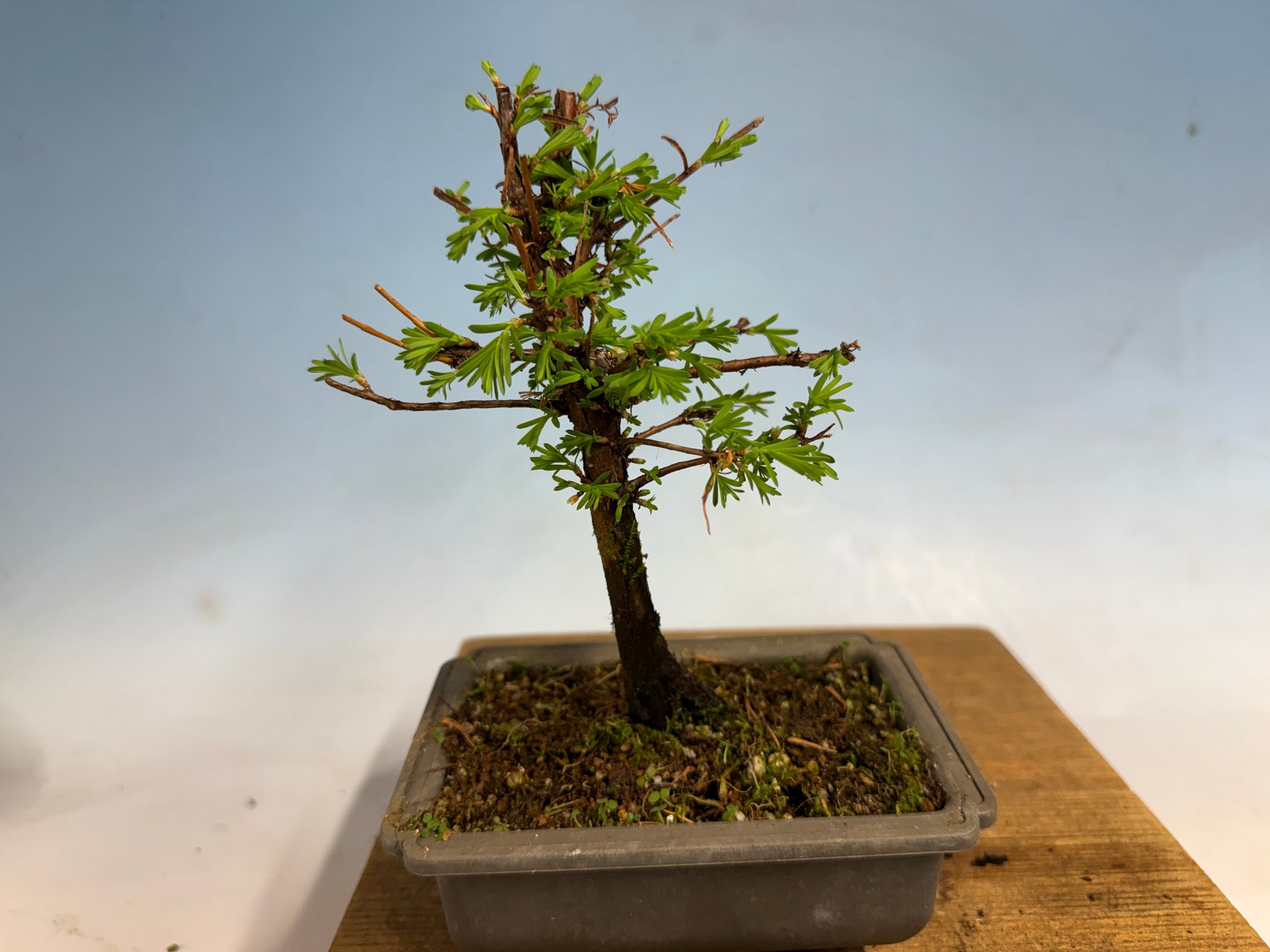 Products – Page 2 – Kaede Bonsai-en