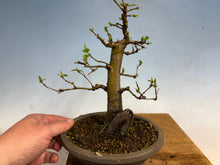 Load image into Gallery viewer, Chinese Quince 002
