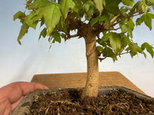 Load image into Gallery viewer, Trident Maple 010
