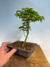 Load image into Gallery viewer, Shishigashira Japanese Maple 015
