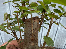Load image into Gallery viewer, Zelkova, Japanese Grey Bark Elm #18
