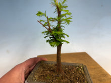 Load image into Gallery viewer, Dawn Redwood 004
