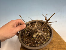 Load image into Gallery viewer, Zelkova, Japanese Import 001
