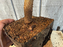 Load image into Gallery viewer, Trident Maple #3
