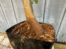 Load image into Gallery viewer, Trident Maple #17
