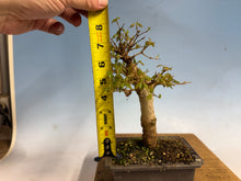 Load image into Gallery viewer, Trident Maple 007
