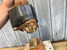 Load image into Gallery viewer, Trident Maple #43
