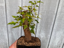 Load image into Gallery viewer, Trident Maple #35
