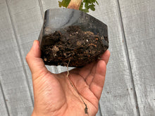Load image into Gallery viewer, Trident Maple #33
