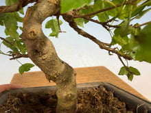 Load image into Gallery viewer, Trident Maple 017

