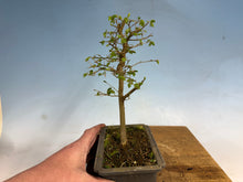 Load image into Gallery viewer, Chinese Hackberry, Celtis 004
