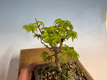 Load image into Gallery viewer, Shishigashira Japanese Maple 014
