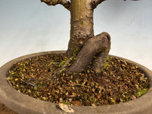 Load image into Gallery viewer, Chinese Quince 002
