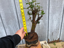 Load image into Gallery viewer, Chinese Quince #10
