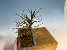 Load image into Gallery viewer, Zelkova, Japanese Grey Bark Elm 008
