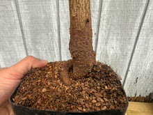 Load image into Gallery viewer, Trident Maple #37

