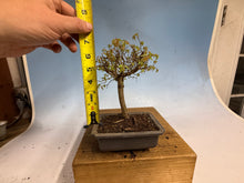 Load image into Gallery viewer, Zelkova, Japanese Grey Bark Elm 012
