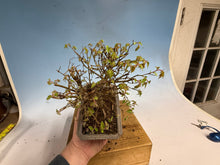 Load image into Gallery viewer, Zelkova, Japanese Grey Bark Elm 012
