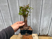 Load image into Gallery viewer, Zelkova, Japanese Grey Bark Elm #10
