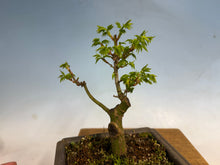 Load image into Gallery viewer, Shishigashira Japanese Maple 005
