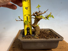 Load image into Gallery viewer, Trident Maple 006
