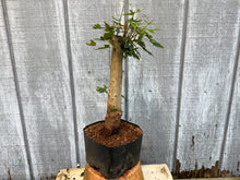 Load image into Gallery viewer, Trident Maple #22

