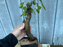 Load image into Gallery viewer, Chinese Quince #3
