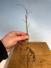 Load image into Gallery viewer, Zelkova Serrata, Japanese Grey Bark Elm- Standard 3 year, cut down
