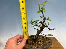 Load image into Gallery viewer, Chinese Quince 011
