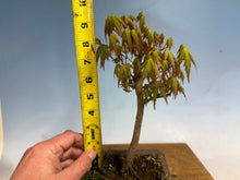 Load image into Gallery viewer, Japanese Maple 004
