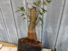 Load image into Gallery viewer, Trident Maple #19
