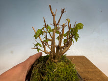 Load image into Gallery viewer, Trident Maple-Shohin Clump 002

