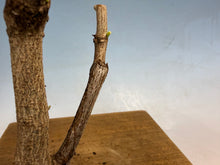 Load image into Gallery viewer, Japanese Wisteria 004
