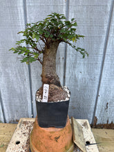 Load image into Gallery viewer, Chinese Elm #1
