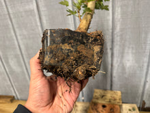 Load image into Gallery viewer, Trident Maple #13
